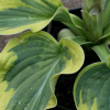 Hosta Wide Brim - Abriachan Nurseries, The Garden On Loch Ness